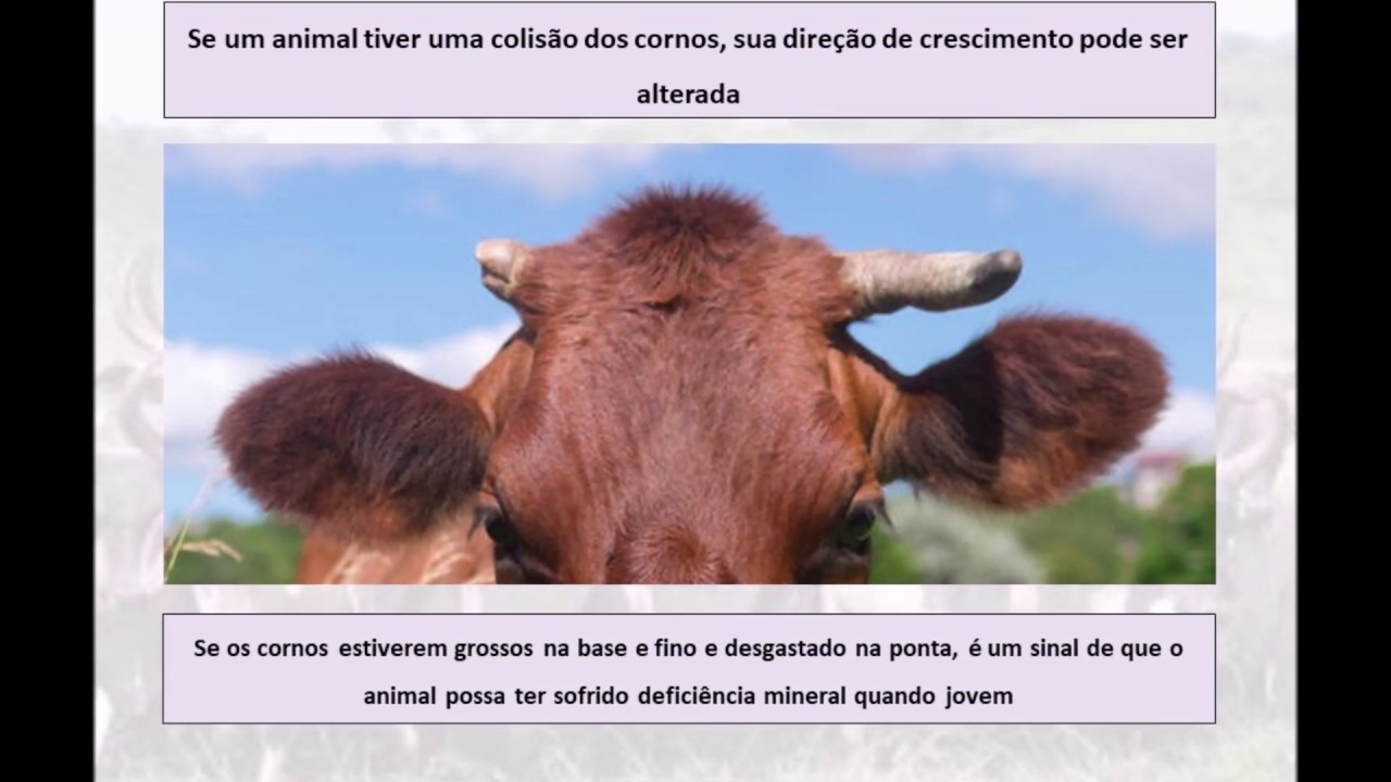 Você Sabia? Importância dos cornos nos bovinos YouTube Você Sabia? Importância dos cornos nos bovinos YouTube