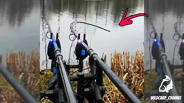 CARP RUN COMPILATION 2022! PART 49! (Extreme Carp Run)