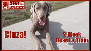 Cinza | 7MO Weimaraner | Off Leash Reliable Dog Training Nebraska by Nebraskadogtrainers.com 38 views 1 month ago 6 minutes, 3 seconds