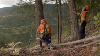 Supervision in Manual Falling: Supervising to the Level of Risk | WorkSafeBC by WorkSafeBC 1,788 views 1 year ago 2 minutes, 19 seconds