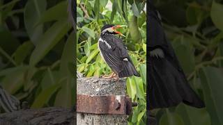 morning vibes. #birds #natural #nature #chidia #viral #shorts #birdvoice #sound #sorround #birdsongs