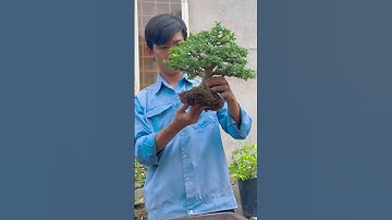 Ép cây linh sam vào chậu #bonsai #bonsaitihon #bonsaitree #caycanh #bonsaiongtre #linhsambonsai