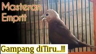 masteran emprit kaji gacor yang mudah ditiru burung pipit mprit peking bondol haji lainnya