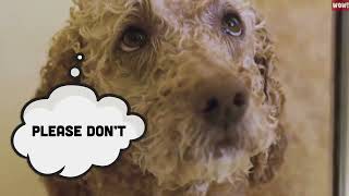 21 Human Behaviors Dogs Hate the Most