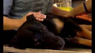 BC SPCA TV Special with Marcie Moriarty 'Kayo' BC SPCA TV Special with Marcie Moriarty 'Kayo'