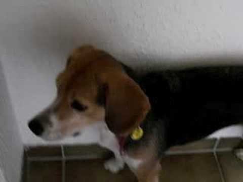 Beagle barking - YouTube