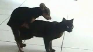 Dog And Cat Mating & Love Animals Compilation #2