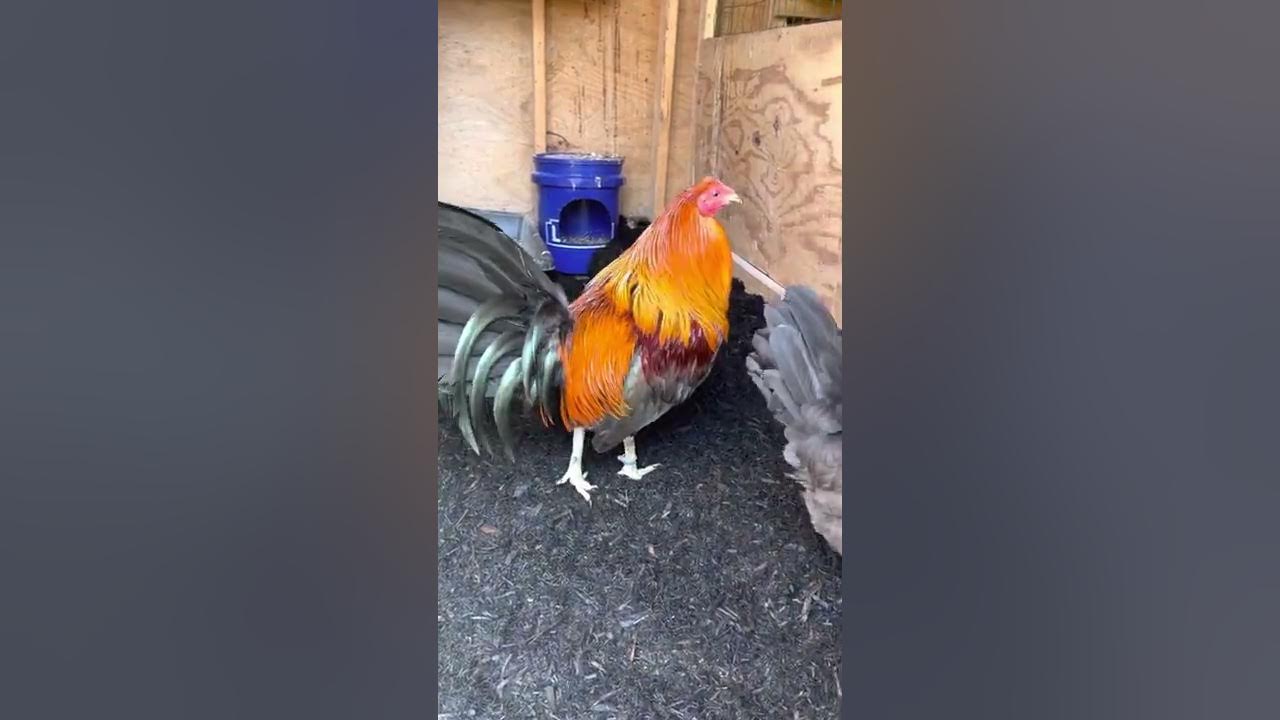 Brown Red American Gamefowl Brood Pen (April 2022) YouTube