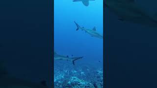 The Secret World of Great White Shark Ocean | Nature Documentary 4K #Shorts