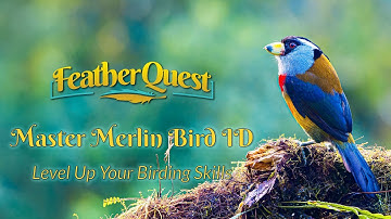 Merlin Bird ID App: How I Use It to Identify Birds in the Wild (Sound, Photo, & Tips)