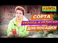 Сорта Укропа и Редиса для Посадки