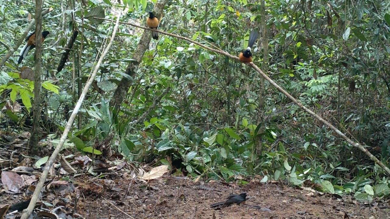 ISTIMEWA SEMUA MURAI BATU HUTAN NYA DI SINI || BERGEMA SUARA NYA