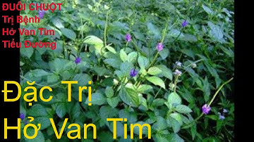 Cây Đuôi Chuột Trị Bệnh Hở Van Tim, Tiểu Đường...