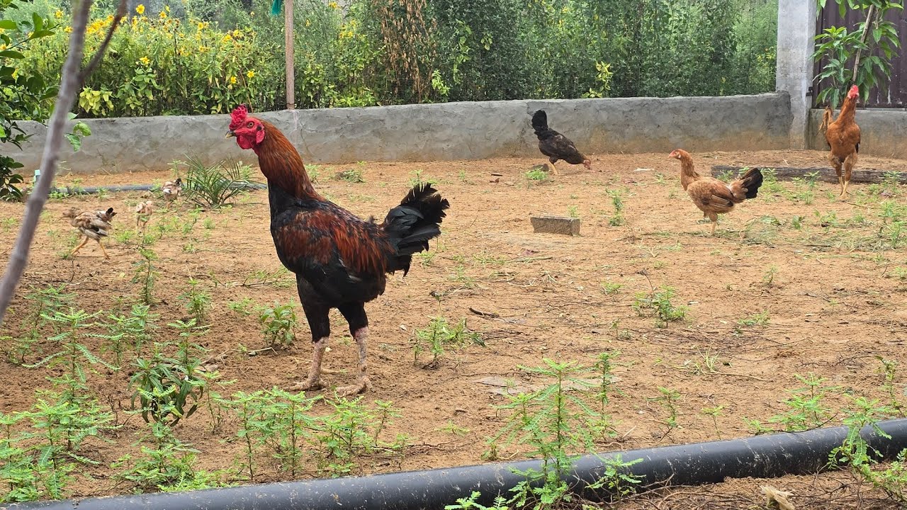 Desi murgi farm vlog 1 #birds #chickenshop #desichicken #chicken #indianchicken #rir 