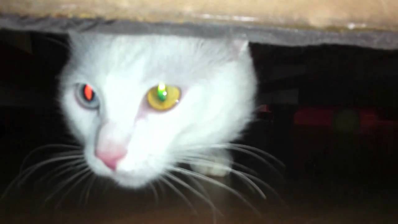 VLOG: День шестой bidfair ltd