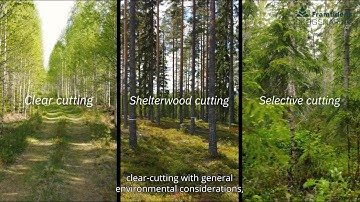 The Diversity of Forestry