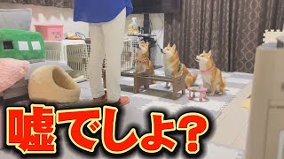 [Shiba Inu] You'll definitely burst into laughter right after this, so please take a look♪