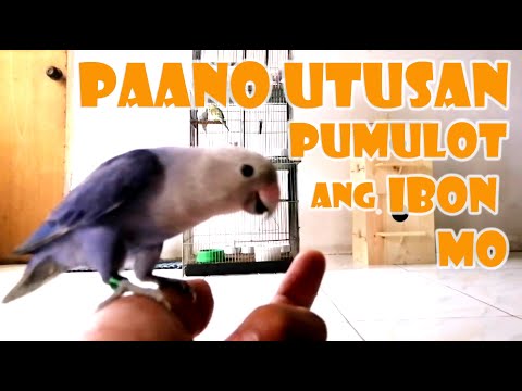 Video: Paano Magturo Sa Isang Loro Upang Lumipad