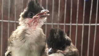 CARING FOR A 5-DAY-OLD RED-WHISKERED BULBUL NEST#GUIDE TO RAISING BABY RED-WHISKERED BULBULS#CHAL... screenshot 4