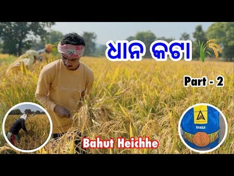 Dhan Kata Part- 2 // Sambalpuri Vlog Video // LB Vlogs