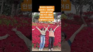 충남 4대사찰 서산 개심사 왕겹 벚꽃놀이 개화! 쉼이있는정원 카페 튜울립 영산홍 고달픈 인생 살이 에서 여행은 선물 언니가 사준약❤️감사 음악 너에게난 나에게넌@크루즈타는 사람들
