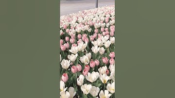 قرآن كريم بصوت القارئ عبد الرحمن مسعد 🌷🌷 #اكتب_شي_تؤجر_عليه #صلوا_على_النبي #عبدالرحمن_مسعد