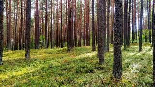 BIRDS SINGING IN A SUNNY FOREST HEALS FROM ANXIETY AND BAD MOOD. CALM NERVES - PEACEFUL SLEE