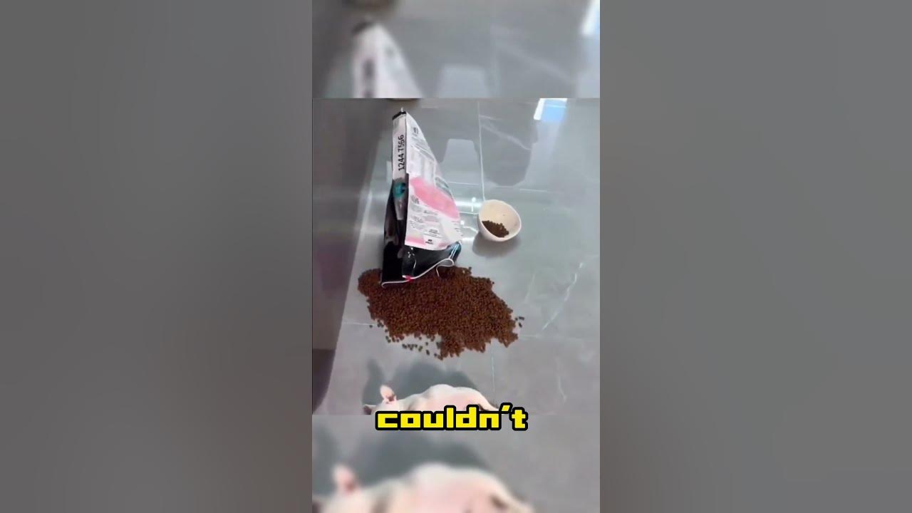 puppy-ate-too-much-youtube