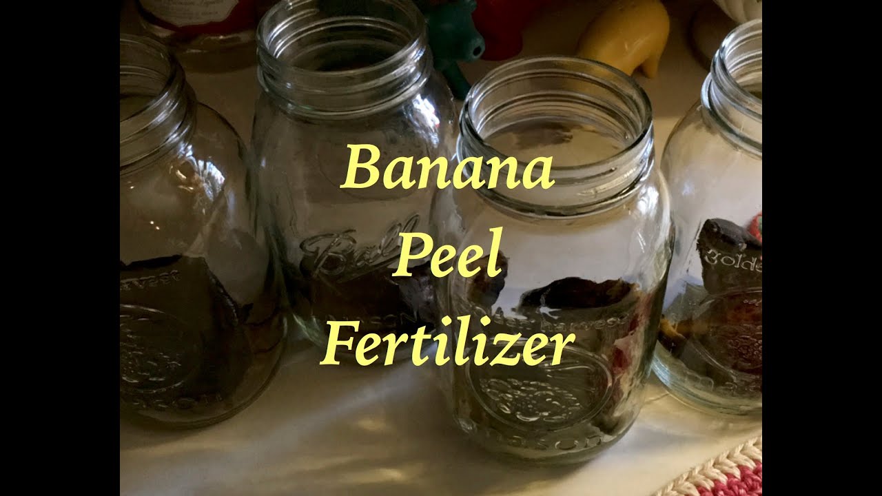 Banana Peel Fertilizer YouTube