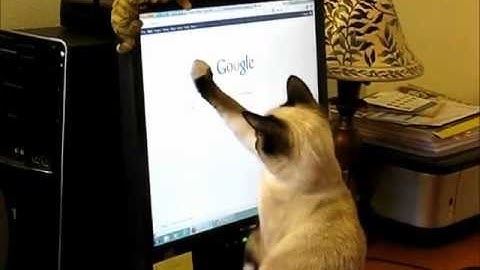 Cat watching cursor on computer screen