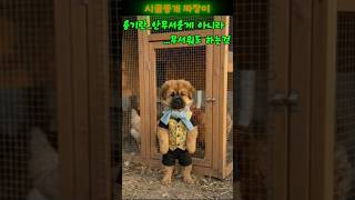 계란 꺼내오는데 필요한..최소한의 용기?..으헤헤  #짜장이#시골똥개#꼬꼬친구#계란#닭싸움#용기#도파민중독#장사천재#대박아이템#인터뷰#웃긴영상#AI강아지#말하는강아지