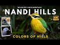 Nandi Hills Vogelbeobachtungsdokumentation Farben Der Hügel Bangalore Wildlife Naturfilm Nandi Hills Vogelbeobachtungsdokumentation Farben Der Hügel Bangalore Wildlife Naturfilm