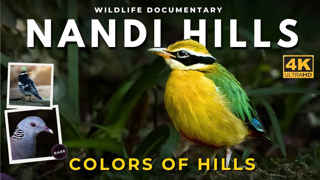 Документальный фильм о птицах в холмах Нанди 🐦 | Цвета холмов | Фильм о дикой природе Бангалора в...