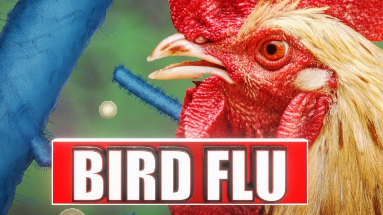 CDC confirms first case of H5N1 bird flu in Louisiana - YouTube