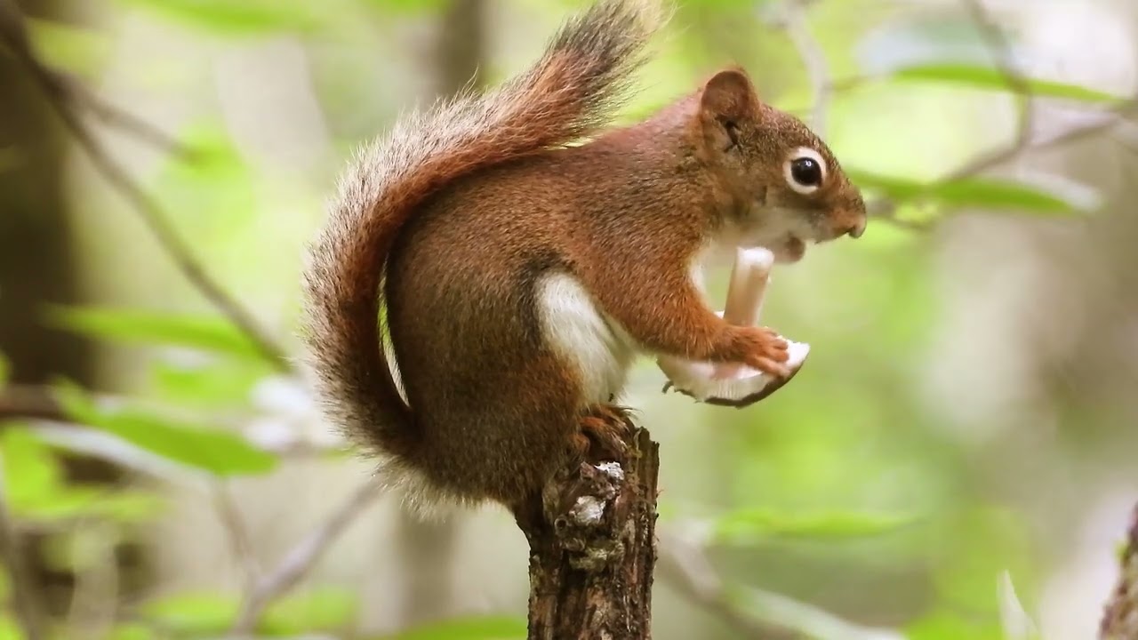 Relaxing Music with Cute Squirrels 🎵 Peaceful Forest Ambience to Soothe Your Mind