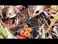 Wrens birds mothers keep babies warm in all four nests  review birds news 