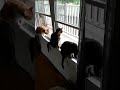 Bingo, Bungee, and Baby Looking Out the Living Room Window on August 14, 2023