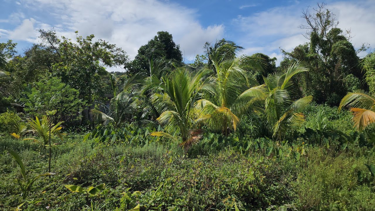 Farm update | morning walk around my back yard Garden 
