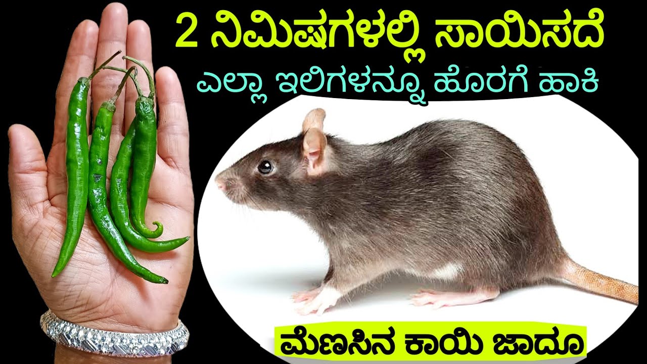 ಇಲಿಗಳನ್ನೂ ಸಾಯಿಸದೆ ಮನೆಯಿಂದ ಹೊರಗೆ ಓಡಿಸುವ ಹೊಸಾ ಪರಿಣಾಮಕಾರಿ ಉಪಾಯ /Kitchen Tips /Get Rid of Mouse /Rat Rid