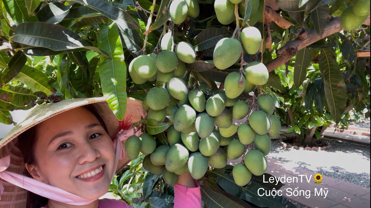 Bội Thu Bầu, Khổ Qua, Cà Chua, Cà Tím Đem Biếu Hàng Xóm Ăn Phụ