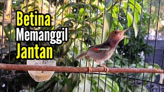 Prenjak Betina Gacor Memanggil Jantan cocok buat Pancingan Prenjak Bahan agar cepat nyahut bunyi.