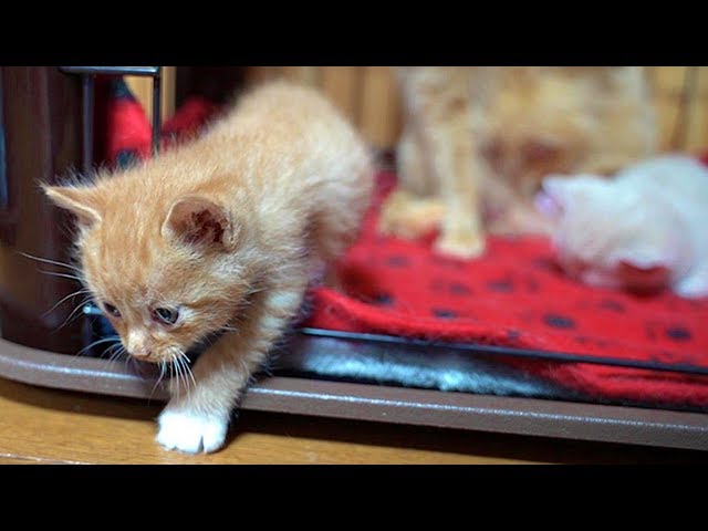 ケージの外に出ようとしたが出られず母猫に甘えてかわいくごまかしちゃう子猫のくうちゃん