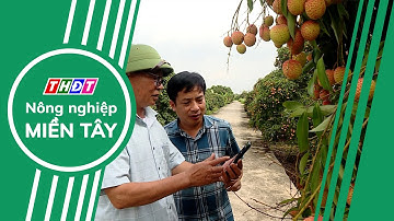 Hải Dương: Vào mùa vải chín | Nông nghiệp Miền Tây