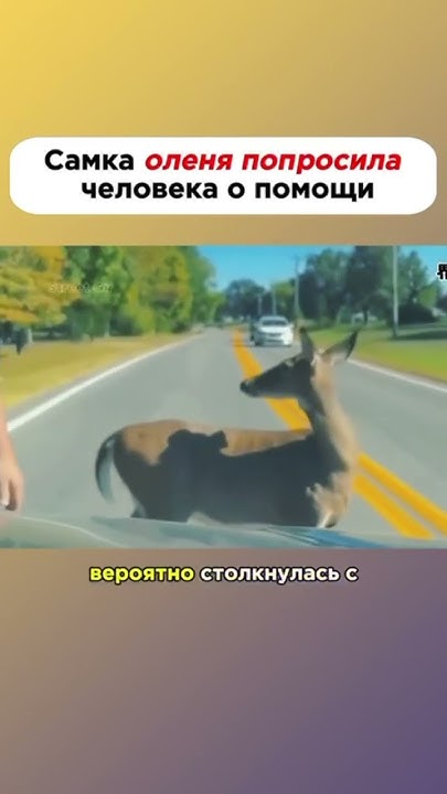 Самка Оленя попросила помощи #животное #олени #приколы #интересное ...