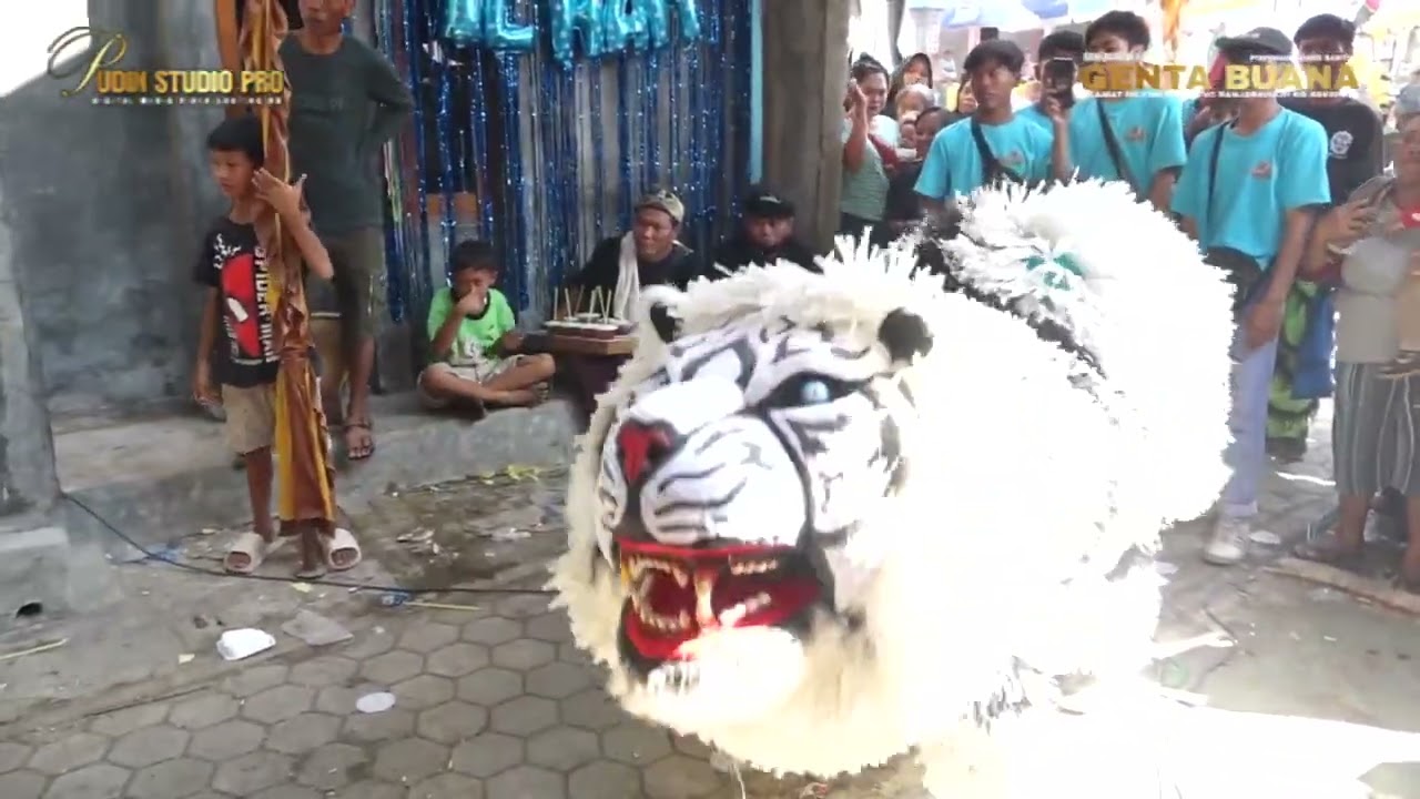 MACAN GULING | BUROK GENTA BUANA LIVE SHOW DS CIHAUR BANJARHARJO BREBES 16 JULI 2024