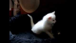 Maine Coon kitten playing by José entrena 13 views 9 years ago 1 minute, 7 seconds