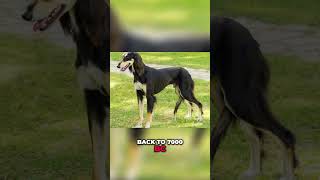 5 Amazing Dog Facts You Never Knew