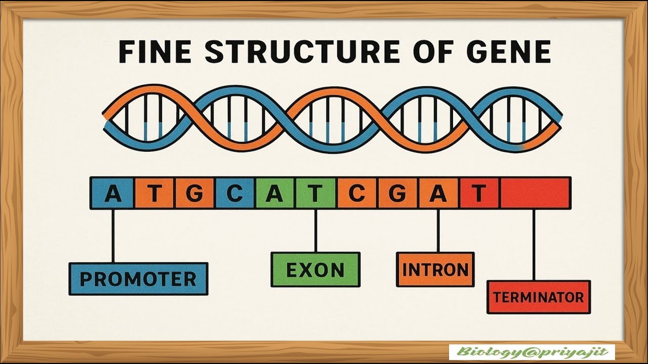 Fine Structure of Gene Explained Simply | Recon, Muton & Cistron for UG, PG & NET.