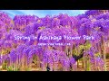 Spring at ashikaga flower park  wisteria azaleas tochigi  japan vlog