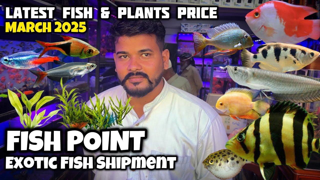 Latest Fish & Plants Prices | Fish Point Lalukhet Exotic Fish Shipment Arrived - Imran's World